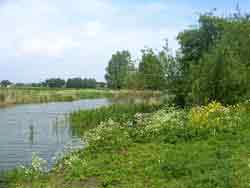 Biesbosch